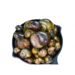 Apple Snail (500g)