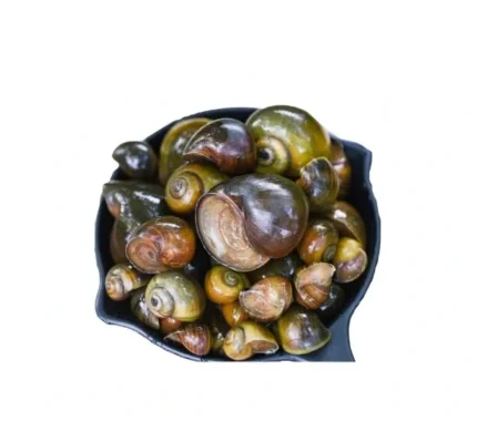 Apple Snail (500g)