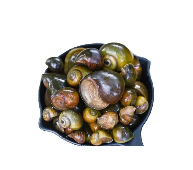 Apple-Snail-500g.webp Apple Snail (500g) - Image 1