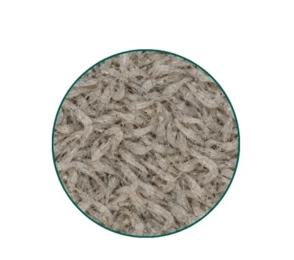 Baby Shrimp (300g)