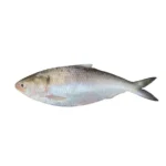 Hilsa Fish Whole (1kg-1.2kg)