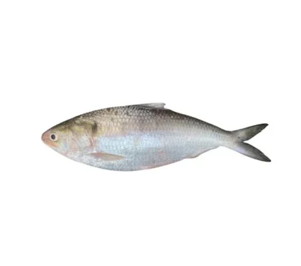 Hilsa Fish Whole (1kg-1.2kg)