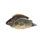 Deshi Koi Fish (600g)