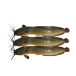 Magur Fish Whole (Cat Fish) (700g - 800g)