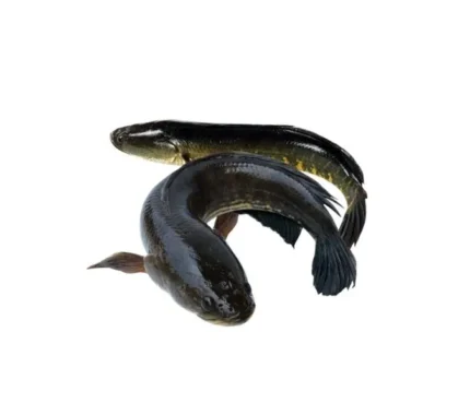 Shol Fish/ Snake Head Clean (শোল মাছ) (500g)